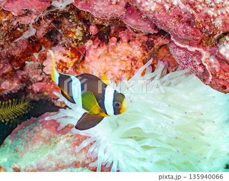 クマノミ幼魚、白化したイソギンチャク。ヒリゾ浜南伊豆町中木 静岡県伊豆半島-2025 日本有数のシュ 135940066
