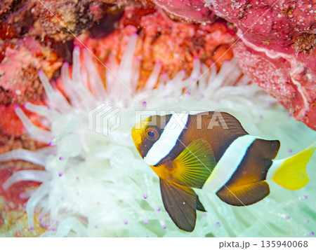クマノミ幼魚、白化したイソギンチャク。ヒリゾ浜南伊豆町中木 静岡県伊豆半島-2025 日本有数のシュ クマノミ幼魚、白化したイソギンチャク。ヒリゾ浜南伊豆町中木 静岡県伊豆半島-2025 日本有数のシュ 135940068