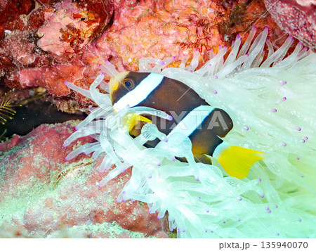 クマノミ幼魚、白化したイソギンチャク。ヒリゾ浜南伊豆町中木 静岡県伊豆半島-2025 日本有数のシュ 135940070