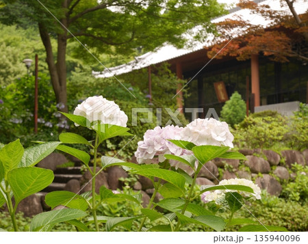 白い紫陽花 135940096