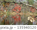 五色沼の紅葉 135940120