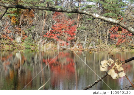 五色沼の紅葉 135940120