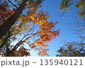 五色沼の紅葉 135940121