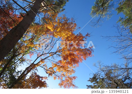 五色沼の紅葉 135940121