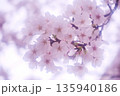 ふんわりやわらかい雰囲気の桜のアップ 135940186