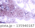 ふんわりやわらかい雰囲気の桜のアップ 135940187