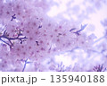 ふんわりやわらかい雰囲気の桜のアップ 135940188