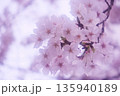 ふんわりやわらかい雰囲気の桜のアップ 135940189
