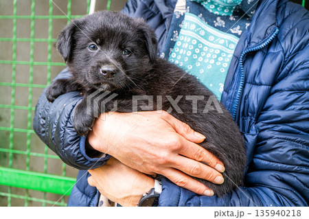 Puppy little dog in hands Puppy little dog in hands 135940218