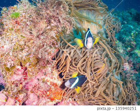 クマノミ一家他。大きなイソギンチャクに住む。ヒリゾ浜南伊豆町中木 静岡県伊豆半島-2025 日本有数 135940251