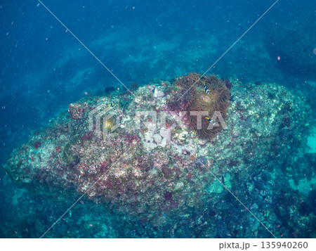 クマノミ一家他。大きなイソギンチャクに住む。ヒリゾ浜南伊豆町中木 静岡県伊豆半島-2025 日本有数 135940260