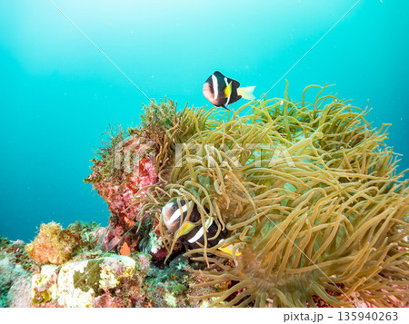 クマノミ一家他。大きなイソギンチャクに住む。ヒリゾ浜南伊豆町中木 静岡県伊豆半島-2025 日本有数 135940263