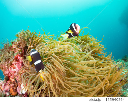 クマノミ一家他。大きなイソギンチャクに住む。ヒリゾ浜南伊豆町中木 静岡県伊豆半島-2025 日本有数 クマノミ一家他。大きなイソギンチャクに住む。ヒリゾ浜南伊豆町中木 静岡県伊豆半島-2025 日本有数 135940264