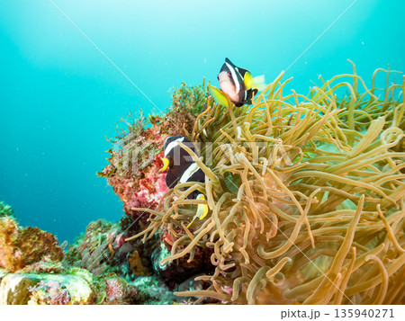 クマノミ一家他。大きなイソギンチャクに住む。ヒリゾ浜南伊豆町中木 静岡県伊豆半島-2025 日本有数 クマノミ一家他。大きなイソギンチャクに住む。ヒリゾ浜南伊豆町中木 静岡県伊豆半島-2025 日本有数 135940271