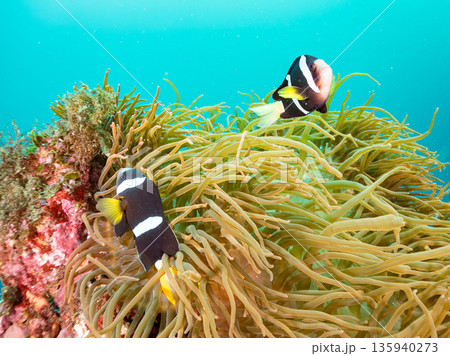 クマノミ一家他。大きなイソギンチャクに住む。ヒリゾ浜南伊豆町中木 静岡県伊豆半島-2025 日本有数 135940273
