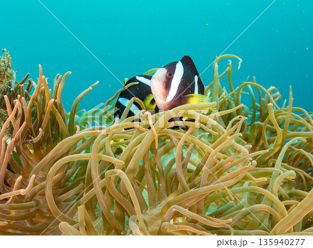 クマノミ一家他。大きなイソギンチャクに住む。ヒリゾ浜南伊豆町中木 静岡県伊豆半島-2025 日本有数 135940277