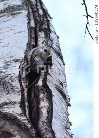 北海道の公園で白樺の亀裂の巣穴から顔を出すエゾモモンガ 135940574