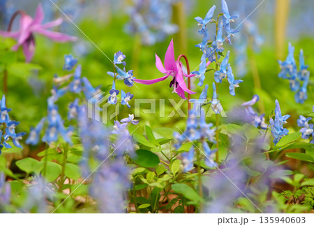 北海道浦臼神社のカタクリの花 135940603