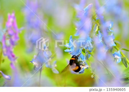 北海道浦臼神社のエゾエンゴサクの花粉を集めるセイヨウオオマルハナバチ 135940605