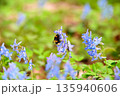北海道浦臼神社のエゾエンゴサクの花粉を集めるセイヨウオオマルハナバチ 135940606