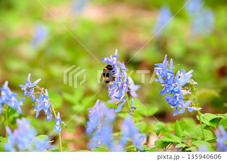 北海道浦臼神社のエゾエンゴサクの花粉を集めるセイヨウオオマルハナバチ 135940606