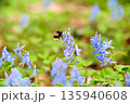北海道浦臼神社のエゾエンゴサクの花粉を集めるセイヨウオオマルハナバチ 135940608