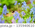 北海道浦臼神社のエゾエンゴサクの花粉を集めるセイヨウオオマルハナバチ 135940610