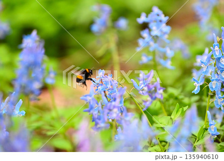 北海道浦臼神社のエゾエンゴサクの花粉を集めるセイヨウオオマルハナバチ 135940610