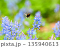 北海道浦臼神社のエゾエンゴサクの花粉を集めるセイヨウオオマルハナバチ 135940613