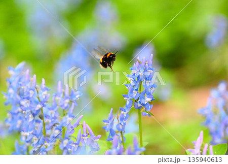 北海道浦臼神社のエゾエンゴサクの花粉を集めるセイヨウオオマルハナバチ 135940613