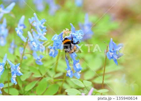 北海道浦臼神社のエゾエンゴサクの花粉を集めるセイヨウオオマルハナバチ 135940614