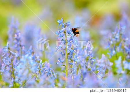 北海道浦臼神社のエゾエンゴサクの花粉を集めるセイヨウオオマルハナバチ 135940615