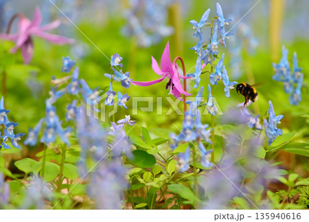 北海道浦臼神社のカタクリの花に近づくセイヨウオオマルハナバチ 135940616