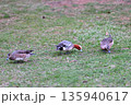 春の北海道の公園の芝生で餌を探すヒドリガモの群れ 135940617