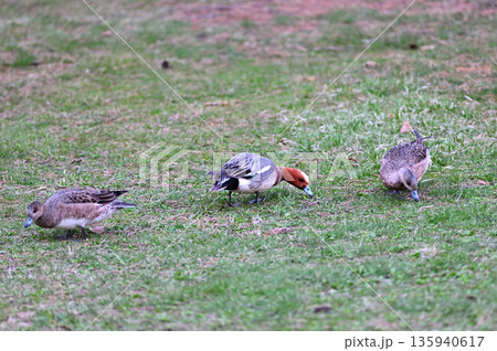 春の北海道の公園の芝生で餌を探すヒドリガモの群れ 135940617