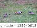 春の北海道の公園の芝生で餌を探すヒドリガモの群れ 135940618