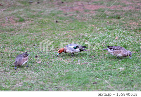 春の北海道の公園の芝生で餌を探すヒドリガモの群れ 135940618