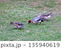 春の北海道の公園の芝生で餌を探すヒドリガモの群れ 135940619