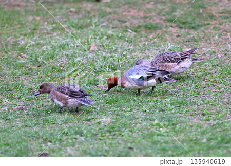 春の北海道の公園の芝生で餌を探すヒドリガモの群れ 135940619