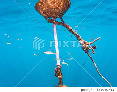 可愛いカンパチとツムブリ幼魚他群れ。ブイに住む。ヒリゾ浜南伊豆町中木 静岡県伊豆半島-2025 日本 135940743