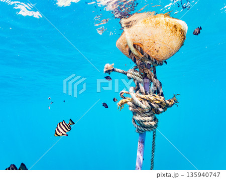 可愛いカンパチとツムブリ幼魚他群れ。ブイに住む。ヒリゾ浜南伊豆町中木 静岡県伊豆半島-2025 日本 可愛いカンパチとツムブリ幼魚他群れ。ブイに住む。ヒリゾ浜南伊豆町中木 静岡県伊豆半島-2025 日本 135940747