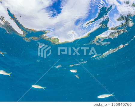 可愛いカンパチとツムブリ幼魚他群れ。ブイに住む。ヒリゾ浜南伊豆町中木 静岡県伊豆半島-2025 日本 135940760