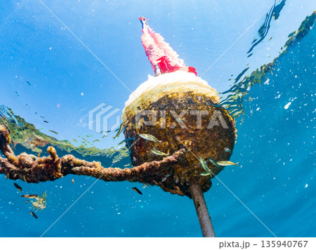 可愛いカンパチとツムブリ幼魚他群れ。ブイに住む。ヒリゾ浜南伊豆町中木 静岡県伊豆半島-2025 日本 可愛いカンパチとツムブリ幼魚他群れ。ブイに住む。ヒリゾ浜南伊豆町中木 静岡県伊豆半島-2025 日本 135940767