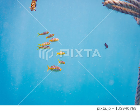 可愛いカンパチとツムブリ幼魚他群れ。ブイに住む。ヒリゾ浜南伊豆町中木 静岡県伊豆半島-2025 日本 可愛いカンパチとツムブリ幼魚他群れ。ブイに住む。ヒリゾ浜南伊豆町中木 静岡県伊豆半島-2025 日本 135940769