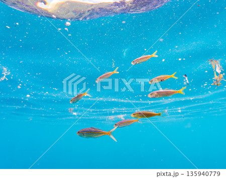 可愛いカンパチとツムブリ幼魚他群れ。ブイに住む。ヒリゾ浜南伊豆町中木 静岡県伊豆半島-2025 日本 可愛いカンパチとツムブリ幼魚他群れ。ブイに住む。ヒリゾ浜南伊豆町中木 静岡県伊豆半島-2025 日本 135940779