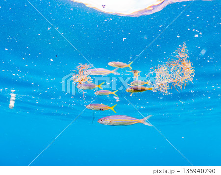 可愛いカンパチとツムブリ幼魚他群れ。ブイに住む。ヒリゾ浜南伊豆町中木 静岡県伊豆半島-2025 日本 可愛いカンパチとツムブリ幼魚他群れ。ブイに住む。ヒリゾ浜南伊豆町中木 静岡県伊豆半島-2025 日本 135940790