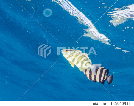 可愛いカンパチとツムブリ幼魚他群れ。ブイに住む。ヒリゾ浜南伊豆町中木 静岡県伊豆半島-2025 日本 135940931