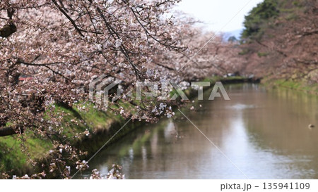 a cherry blossom around the moat in hirosaki park in Japan 135941109