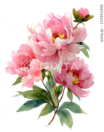 やさしい水彩タッチの芍薬の花 イラスト素材 背景透過 135941998