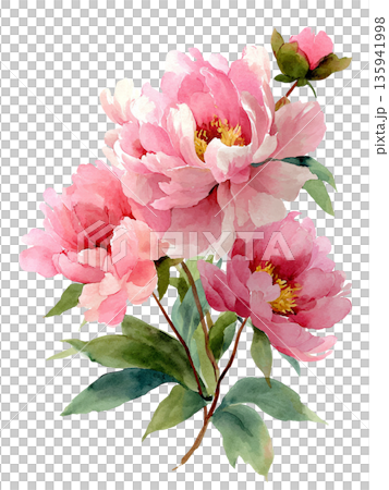 Peony flower illustration with a gentle watercolor touch. Transparent background. 135941998